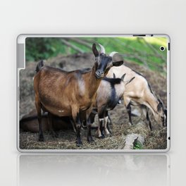 Curious Goat Facing Camera  Laptop Skin