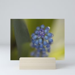 Grape Hyacinth Mini Art Print