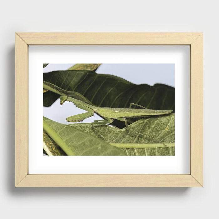 Giant Asian Mantid Recessed Framed Print