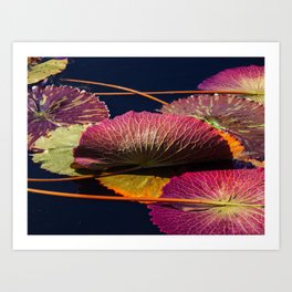 Colorful Nymphaea Tanzanite Lily Pad Leaves Art Print