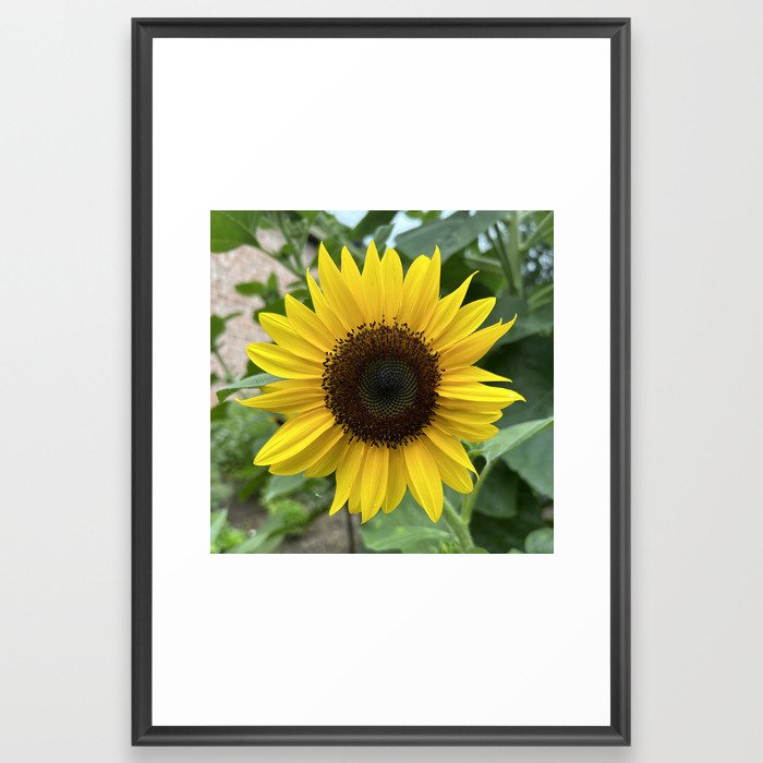 Sunflower Framed Art Print