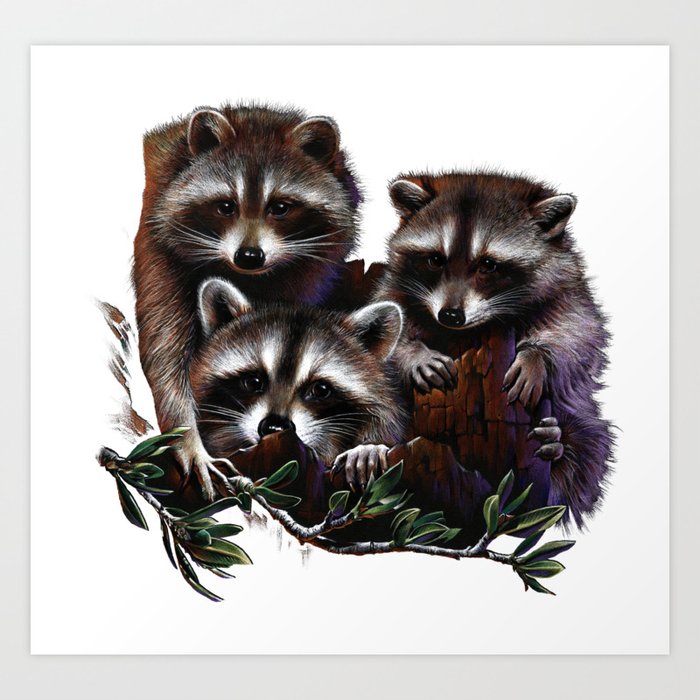 Raccoon Litter Art Print