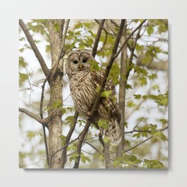 Watchful mom barred owl Metal Print