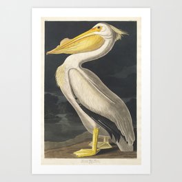 American White Pelican | Audubon | Birds of America | John James Audubon | Art Print