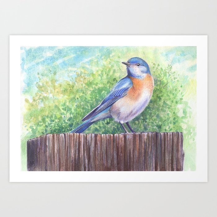 Western Bluebird, Summer Afternoon Art Print