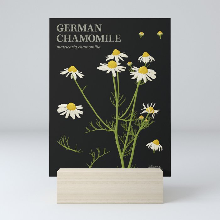 Botanical German Chamomile (Black) Mini Art Print