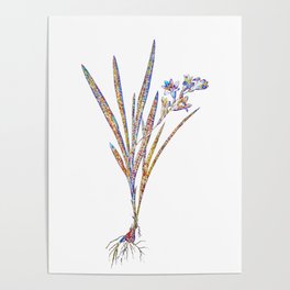 Floral Gladiolus Xanthospilus Mosaic on White Poster