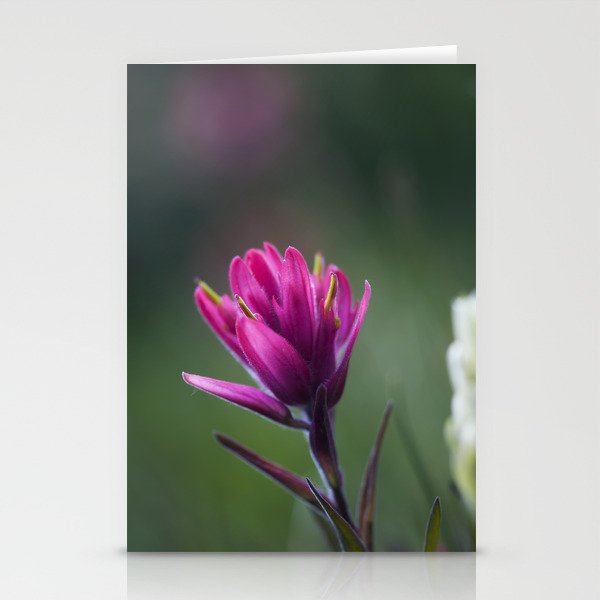Pink Indian Paintbrush Stationery Cards