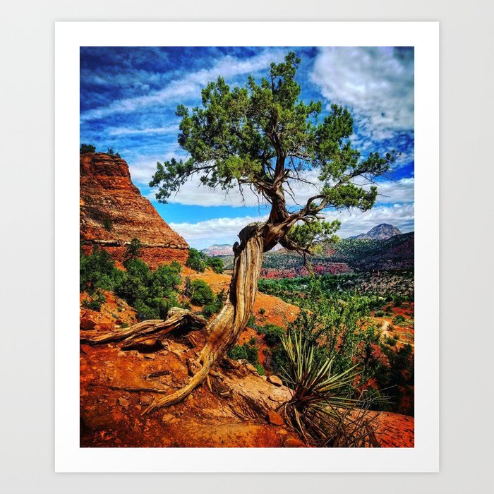 Twisted Desert Tree Art Print By Craigshames Society6