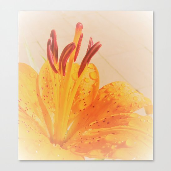 orange lilie Canvas Print