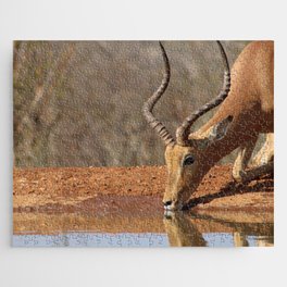 South Africa Photography - An Impala Drinking Water From A Lake Jigsaw Puzzle