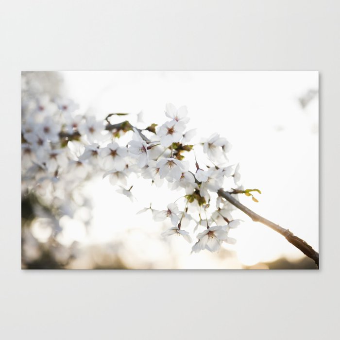 Cherry Tree Blossoms Canvas Print