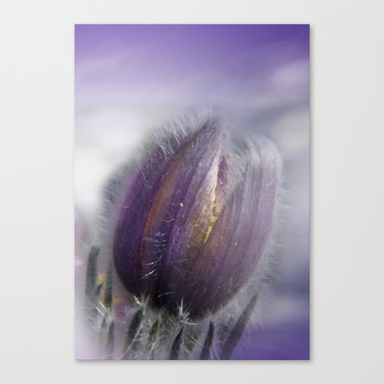 Pasque-flower on texture -2- Canvas Print