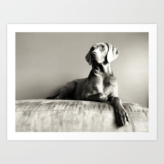 Weimaraner 1 Art Print