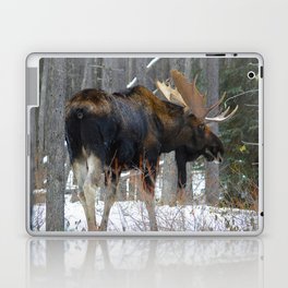 Massive male moose on the loose in Jasper National Park Laptop Skin