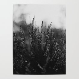 Heather Flowers Black White Poster