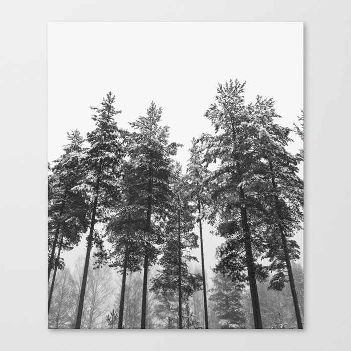 simply trees in winter Canvas Print