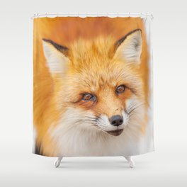 Japanese red fox resting, sleeping and playing in the white snow forest background in Japan Shower Curtain