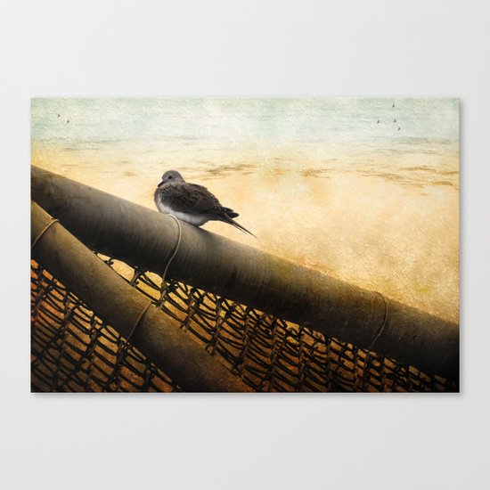Mourning Dove on Beach Canvas Print