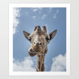 Mmmkay, not sure you can say that man funny humorous giraffe color portrait comedic photograph Art Print