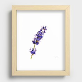 Mediterranean Lavender on White Recessed Framed Print