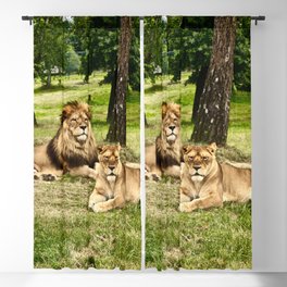 South Africa Photography - Two Beautiful Lions Laying On The Grass Blackout Curtain