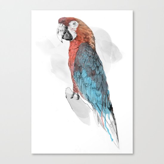 Cuban Macaw Canvas Print