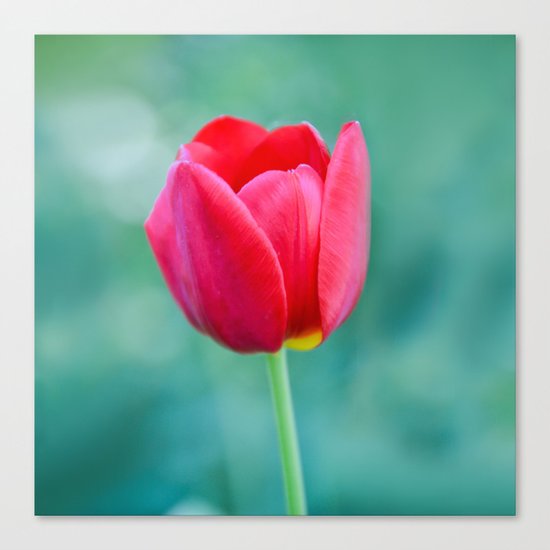 Pink Tulip, Spring Garden Flower Canvas Print