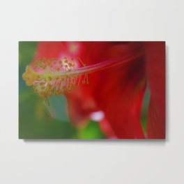 Dreamy Red Hibiscus by Reay of Light Metal Print