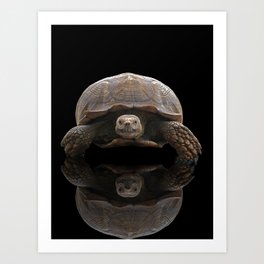 Sulcata Tortoise with Reflection Art Print