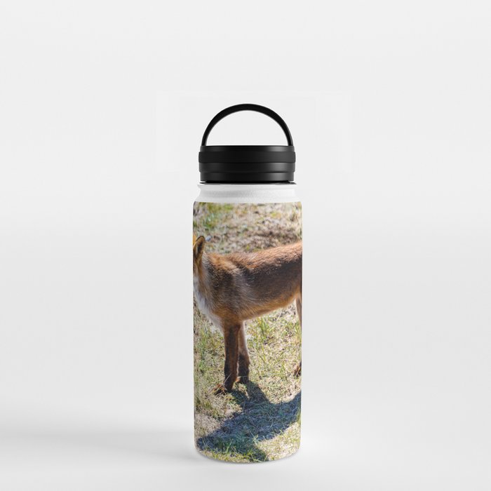 Dutch fox Water Bottle