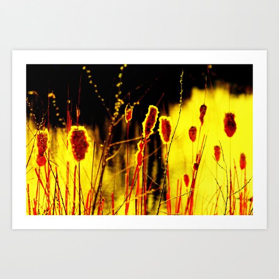 Sunset Light Art Print