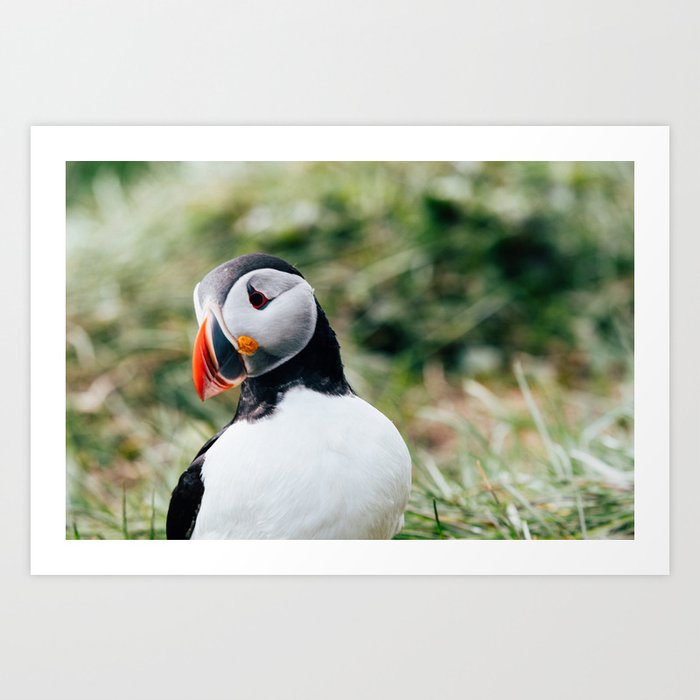 Atlantic Puffin in Iceland || Travel Photography, Art Print Art Print