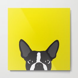 Boston Terrier Yellow Metal Print