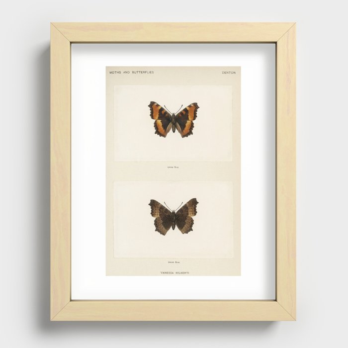 Fire-rim Tortoiseshell (Vanessa Milberti) from Moths and butterflies of the United States (1900) by Recessed Framed Print