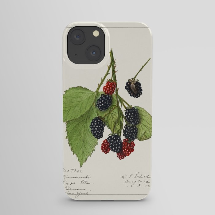 Blackberries (Rubus subg. Rubus Watson) (1912) by Ellen Isham Schutt. iPhone Case