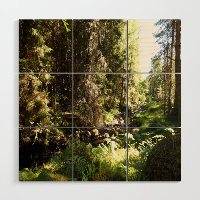 Summer Time in a Scottish Highlands Woodland Wood Wall Art