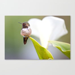 Beautiful hummingbird Canvas Print
