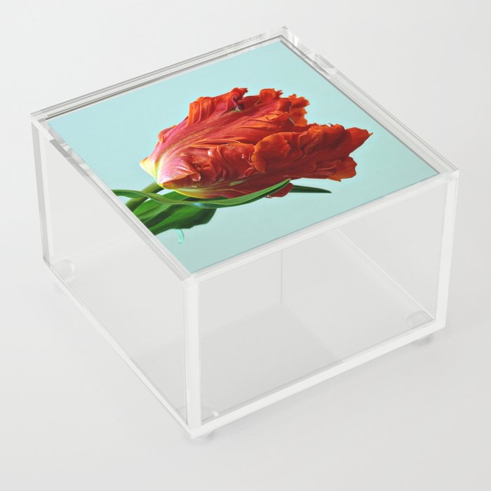 American Tulip Acrylic Box