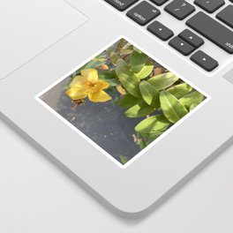 Yellow flower nature photography nature fall photograpy original Iphone Sticker
