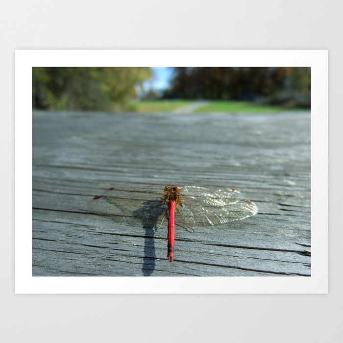 Dragon Fly Ready for Take Off Art Print