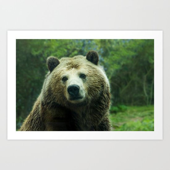 bear Art Print