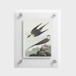 Arctic Yager from Birds of America (1827) by John James Audubon  Floating Acrylic Print