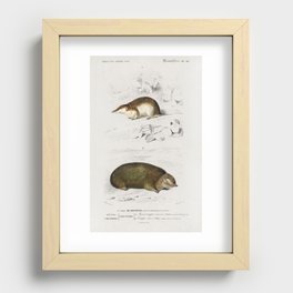 Shrew (Sorex) and Golden mole (Chrysochloridae) illustrated by Charles Dessalines D' Orbigny (1806-1 Recessed Framed Print
