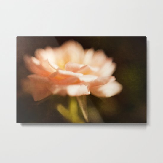A Rose Is A Rose... Metal Print