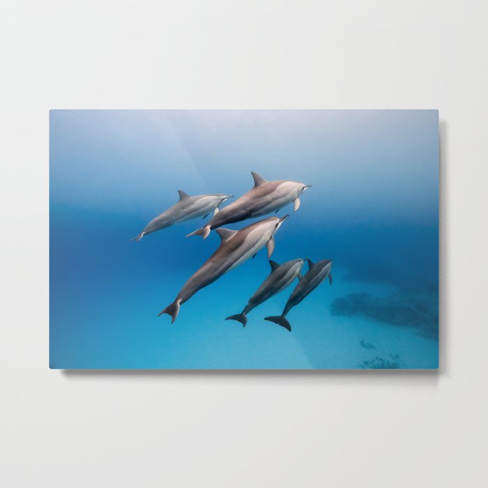Dolphin Squad Metal Print