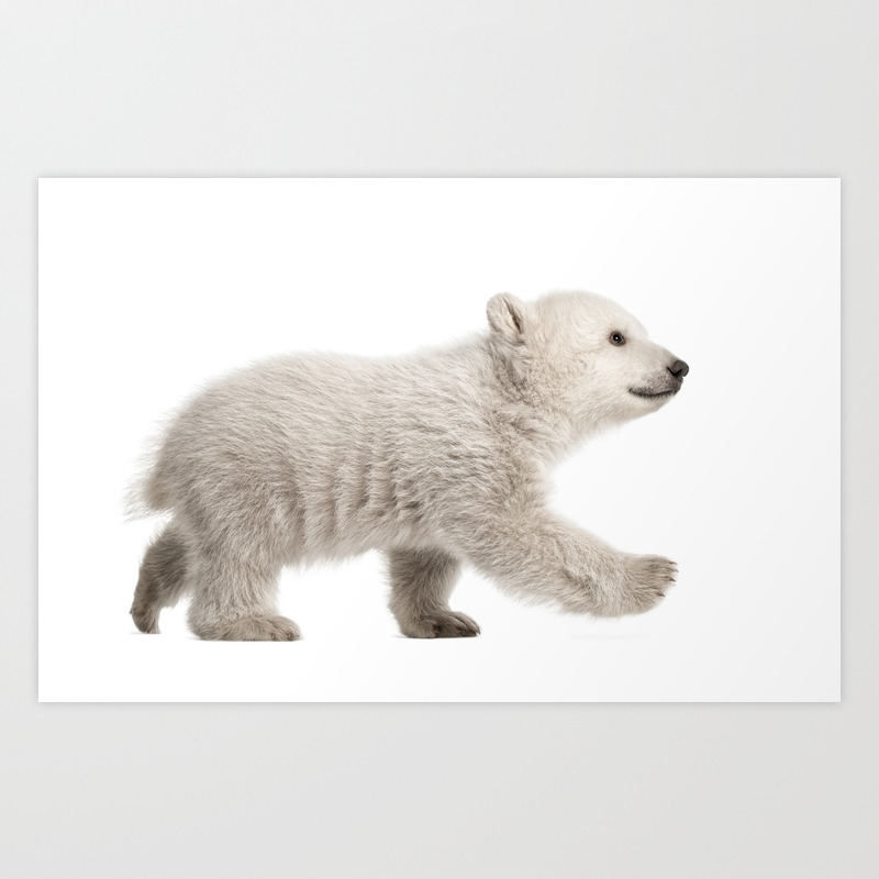 Baby Polar Bear Walking Art Print By Lifeonwhite Society6