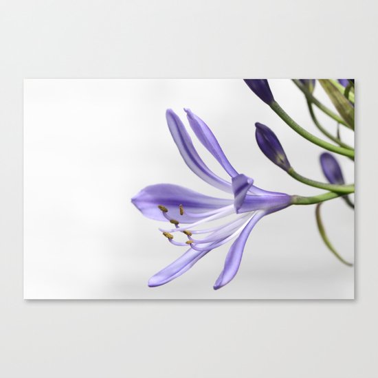 purple lily Canvas Print