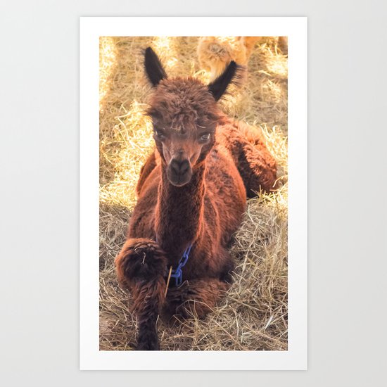 Llama Tude Art Print