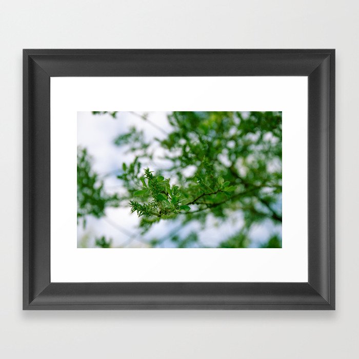 spring is in the air - nature photography - fresh greens and blues, signs of new life for upcoming spring Framed Art Print
